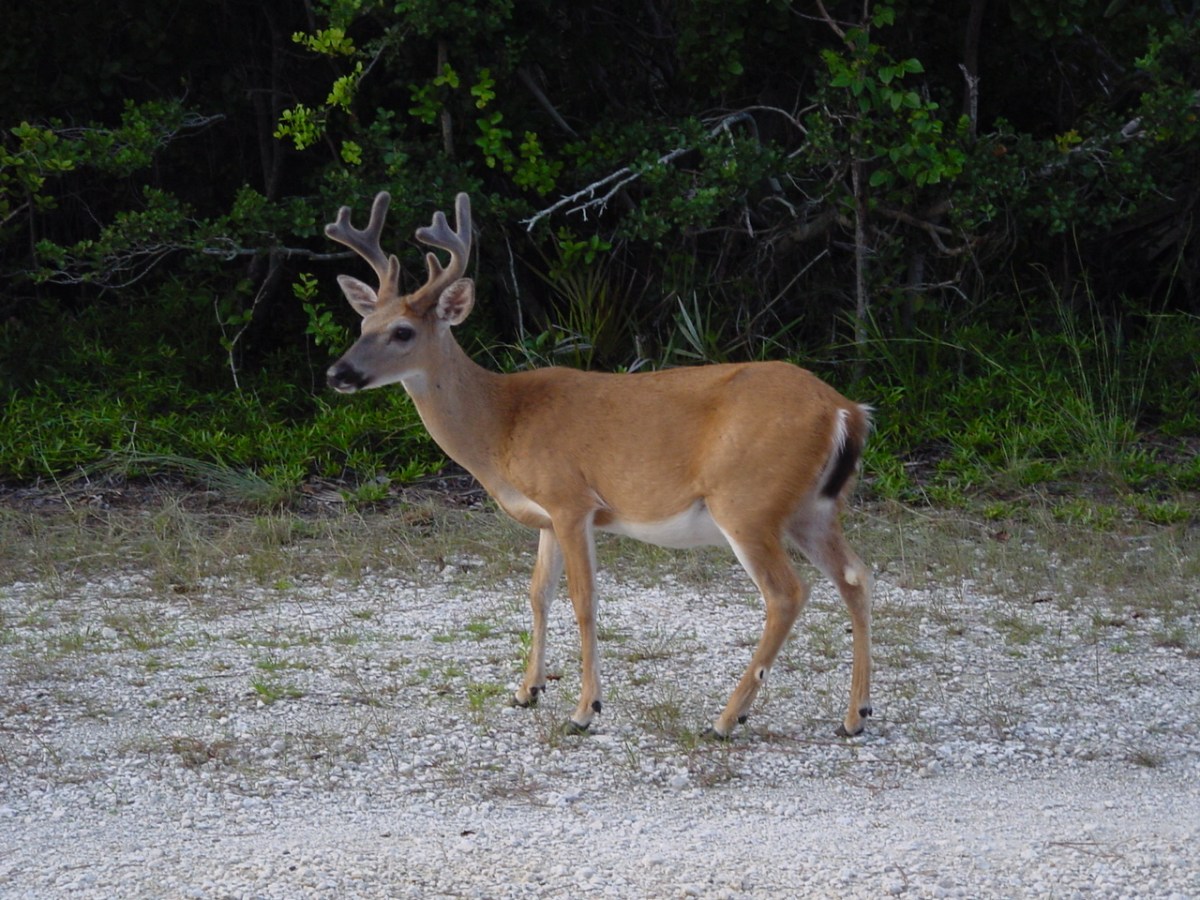Key Deer