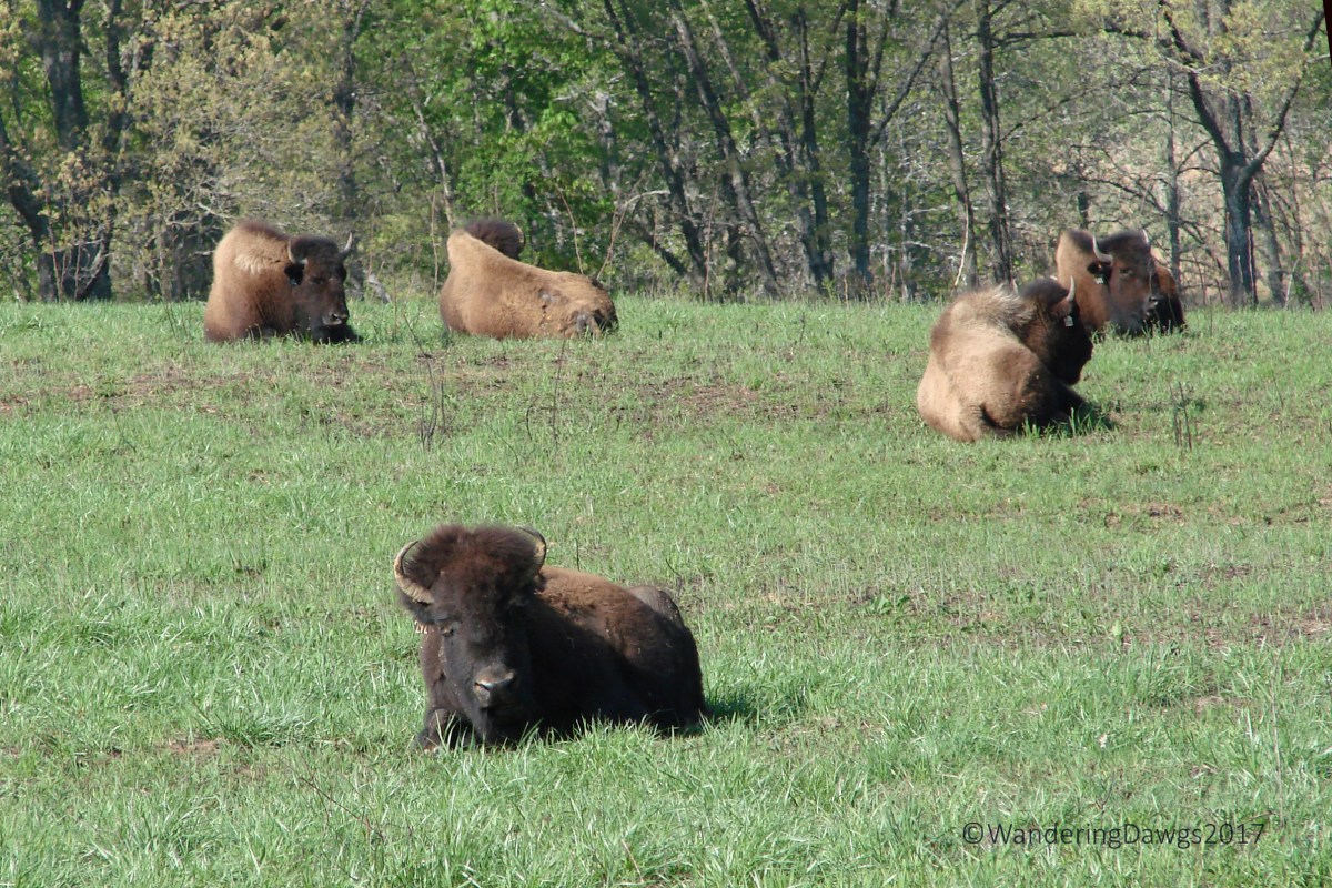 Elk and Bison Prairie in the Land Between the Lakes