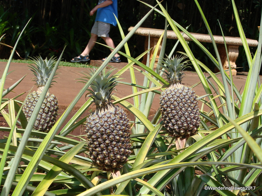 Dole Plantation Oahu