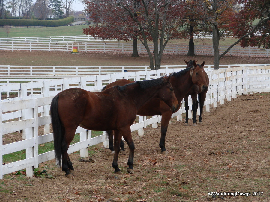 Kentucky Horse Park