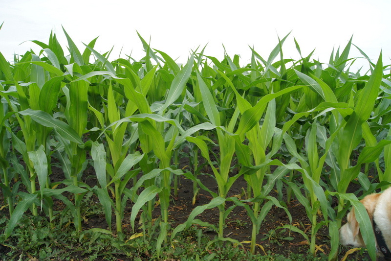 Blondie looking to see what's in the corn behind the campground near Springfield