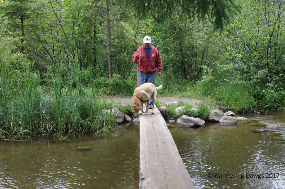 Walking across the Mississippi River near the headwaters