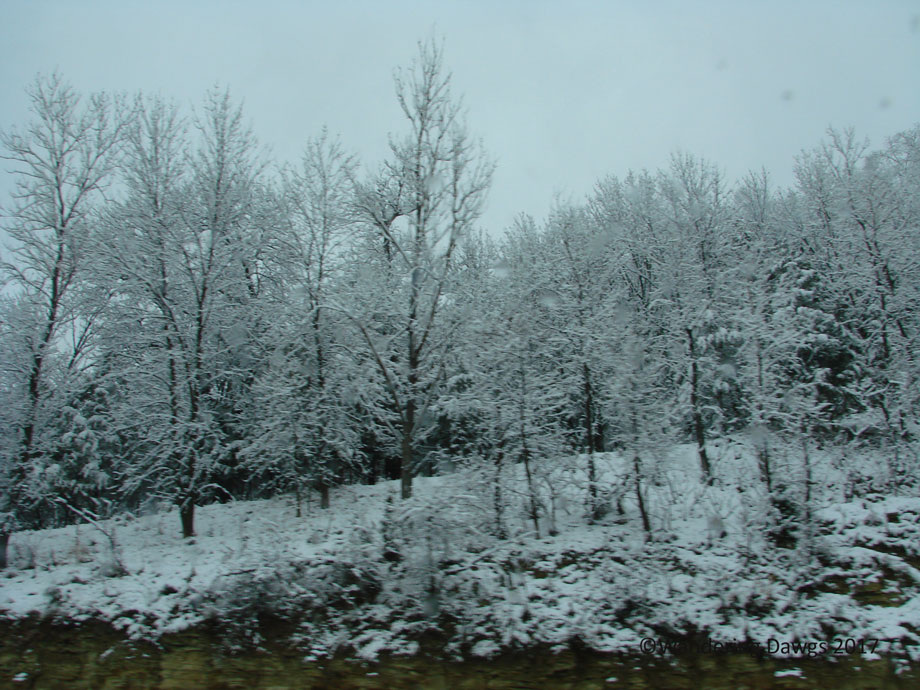 Icy trees beside the interstate