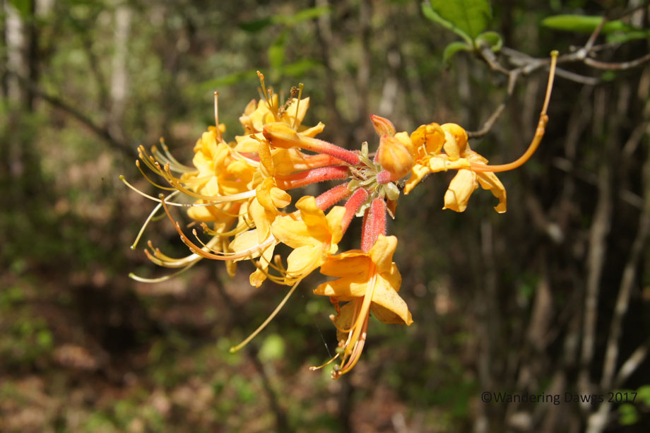 Lady Bird Johnson Wildflower Trail at Callaway Gardens