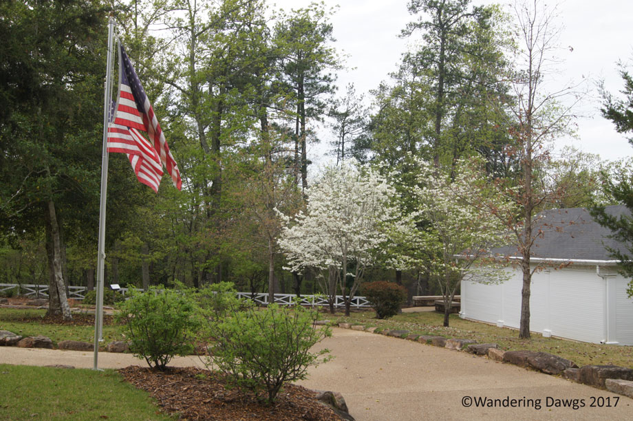 Dogwoods blooming at the Little White House