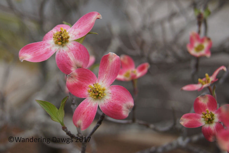 Pink Dogwood blossoms on the grounds of the Little White House
