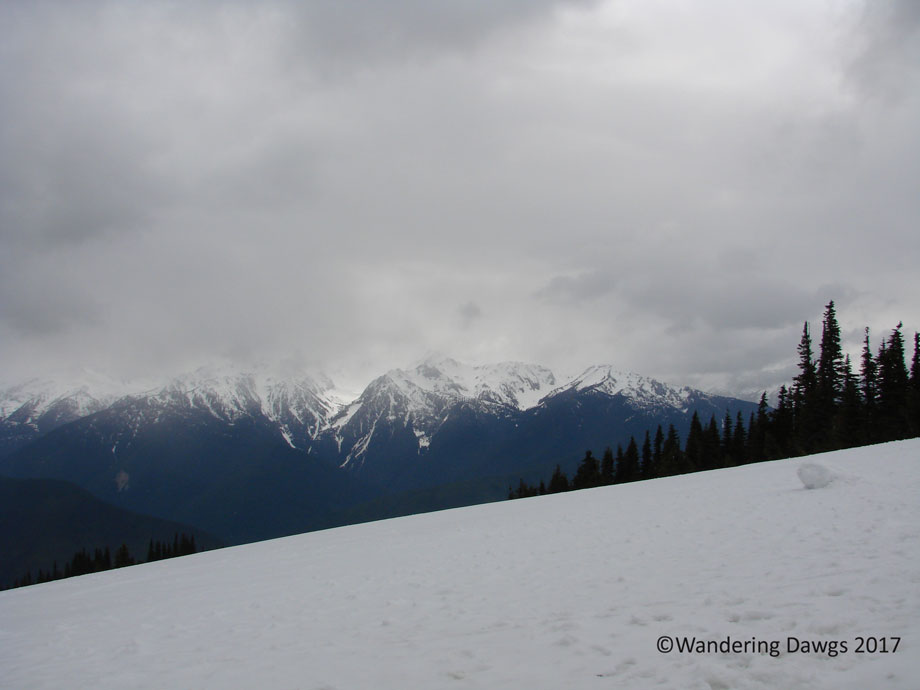 20070420Hurricane-Ridge-(14)