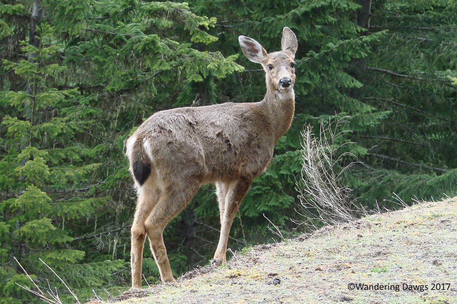 20070420Hurricane-Ridge-(43)