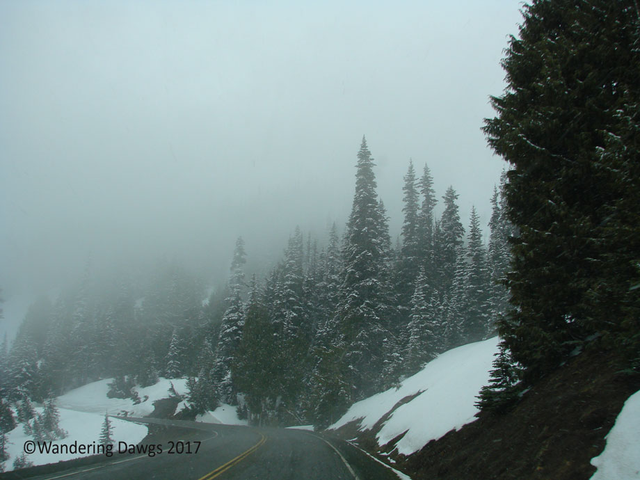 20070420Hurricane-Ridge-(8)