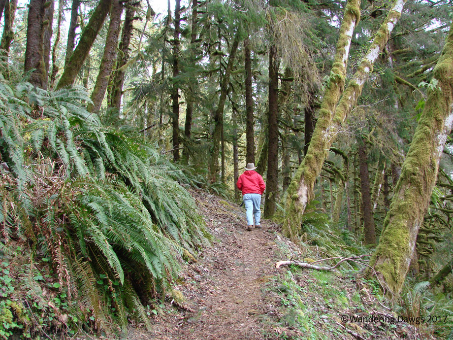 20070421Hoh-Rainforest-(3)
