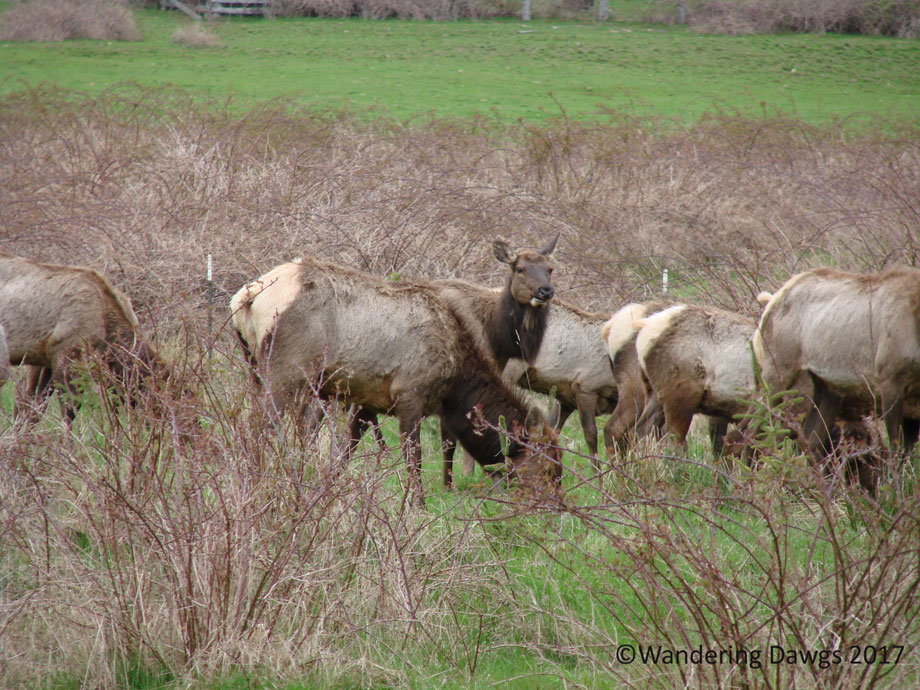 20070421Roosevelt-Elk-(1)