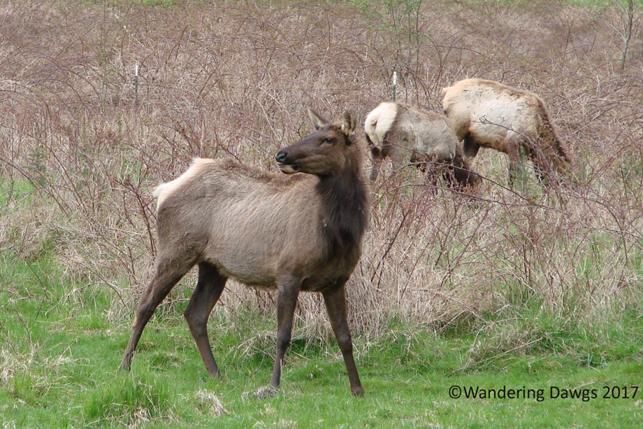 20070421Roosevelt-Elk-(7)