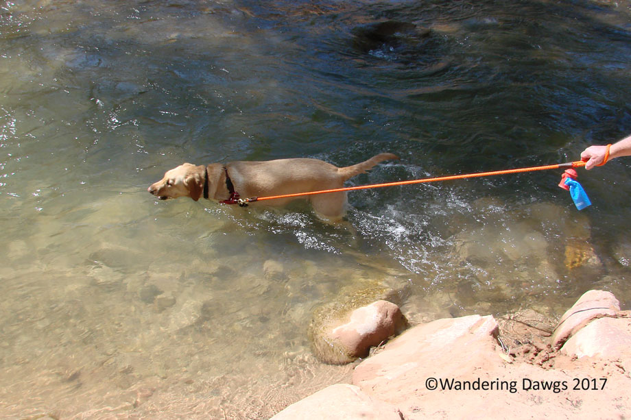 20070529Zion-Blondie-in-Virgin-River