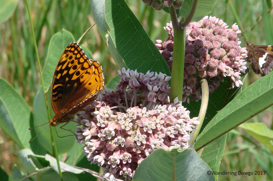 20080624Blue-Ridge-Pky-(26)