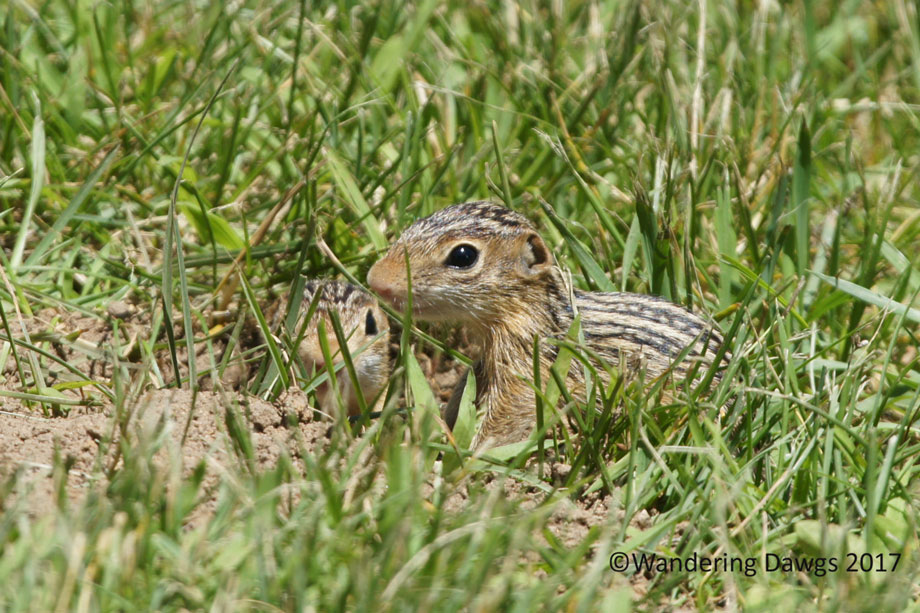 20100619Ground-Squirrels-(10)