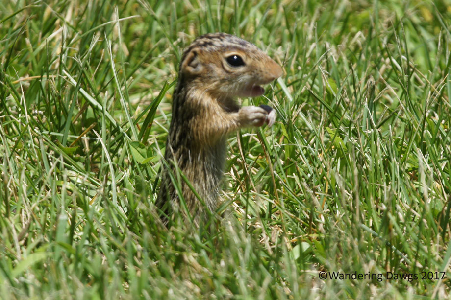 20100619Ground-Squirrels-(18)