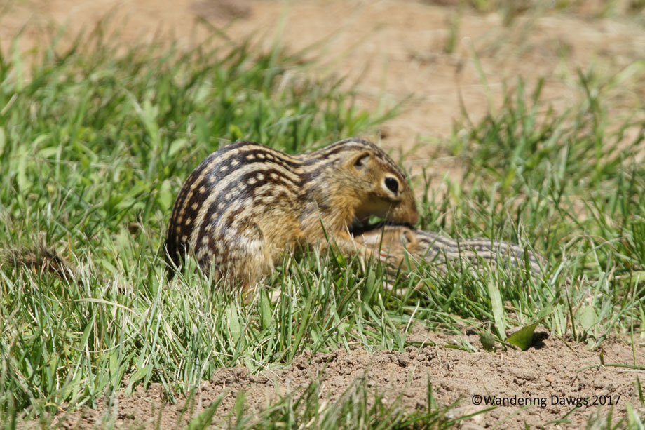 20100619Ground-Squirrels-(3)