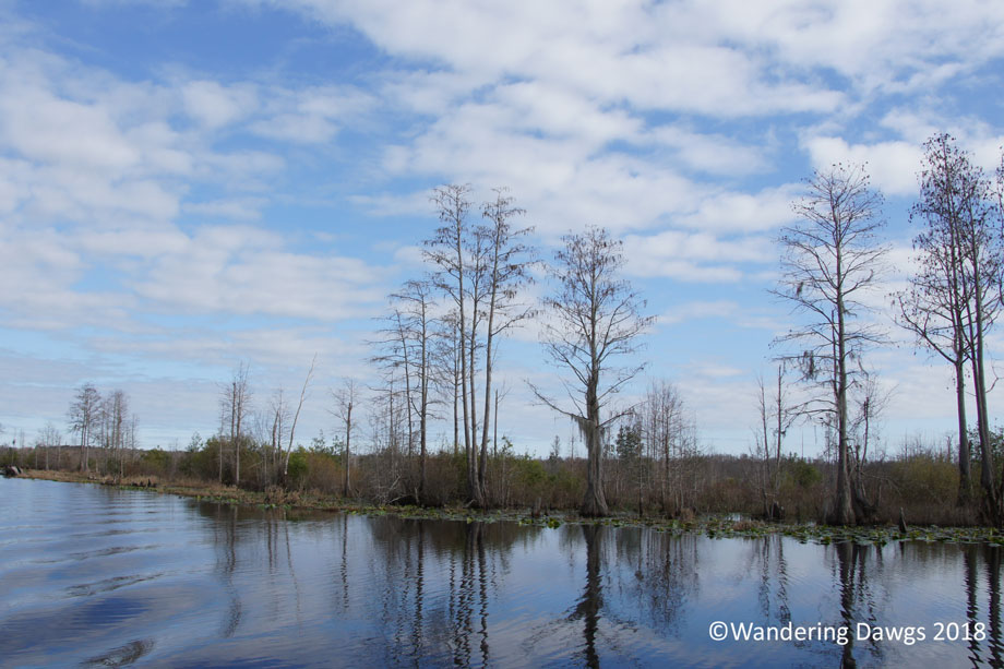 20180214Okefenokee-Boat-Tour-(102)