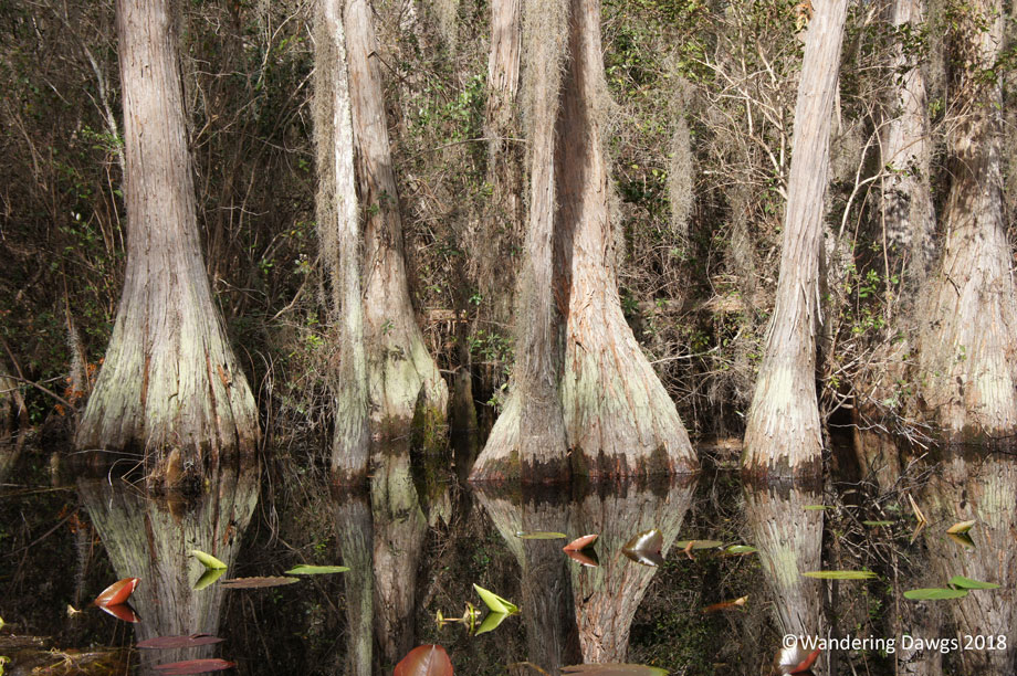 20180214Okefenokee-Boat-Tour-(78)