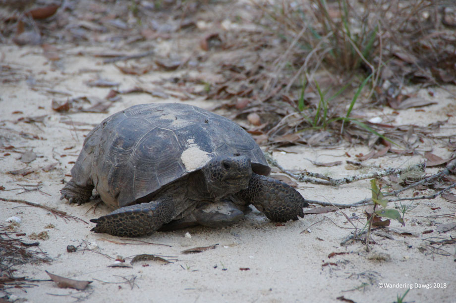 20180220Gopher-Tortoise-Silver-Springs-(16)