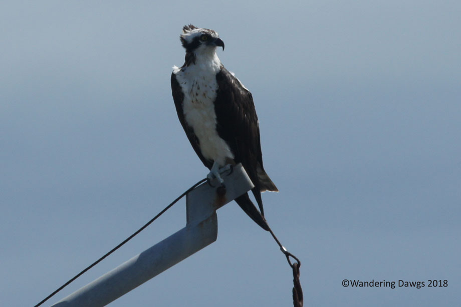 20151005Osprey-(133)