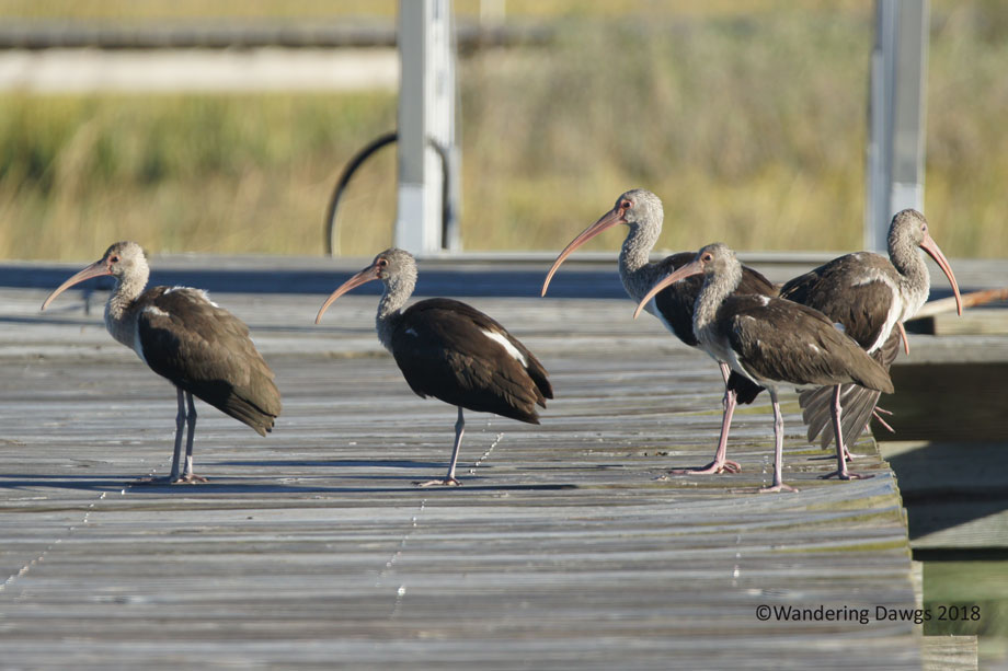 20151022Juvenile-Ibis-(1)