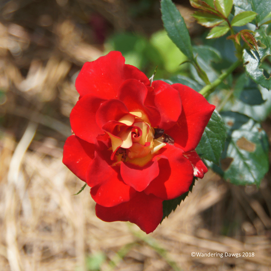 20180505Botanical-Gardens-Flowers-(6)-Cinco-de-Mayo