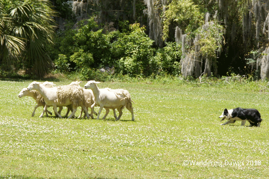 20180505Scottish-Games-(109)
