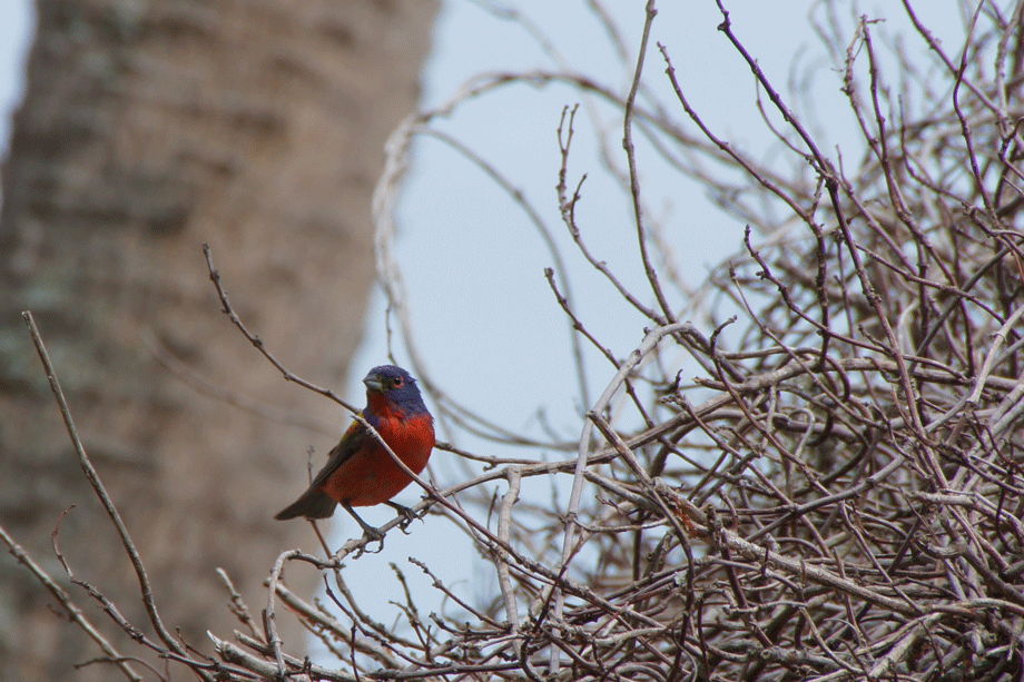 20180522Bunting-(6)Twisted-2