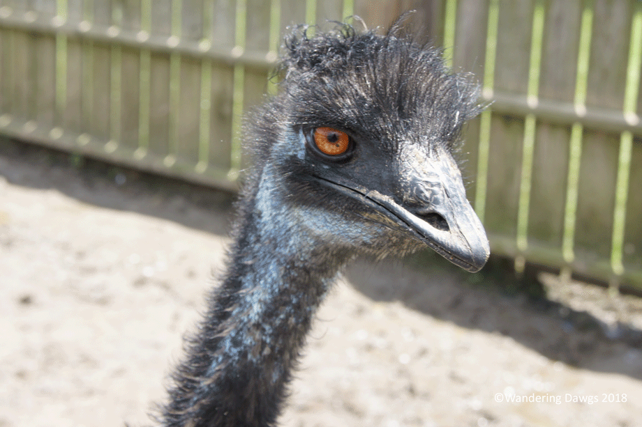 20180529Animal-Exit-(19)