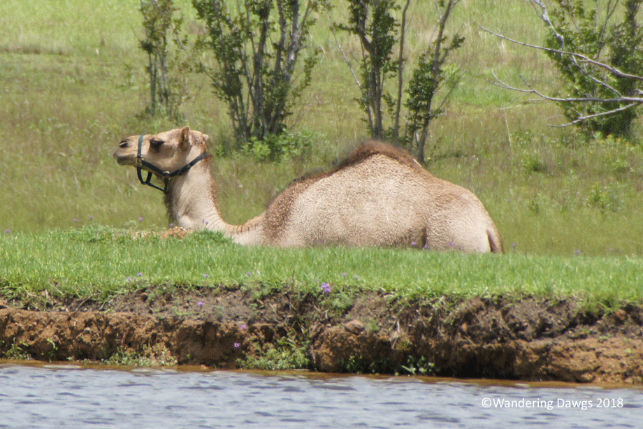 20180529Animal-Exit-(41)