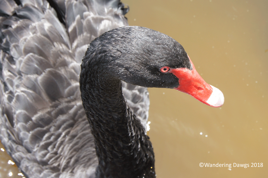 20180529Animal-Exit-(44)