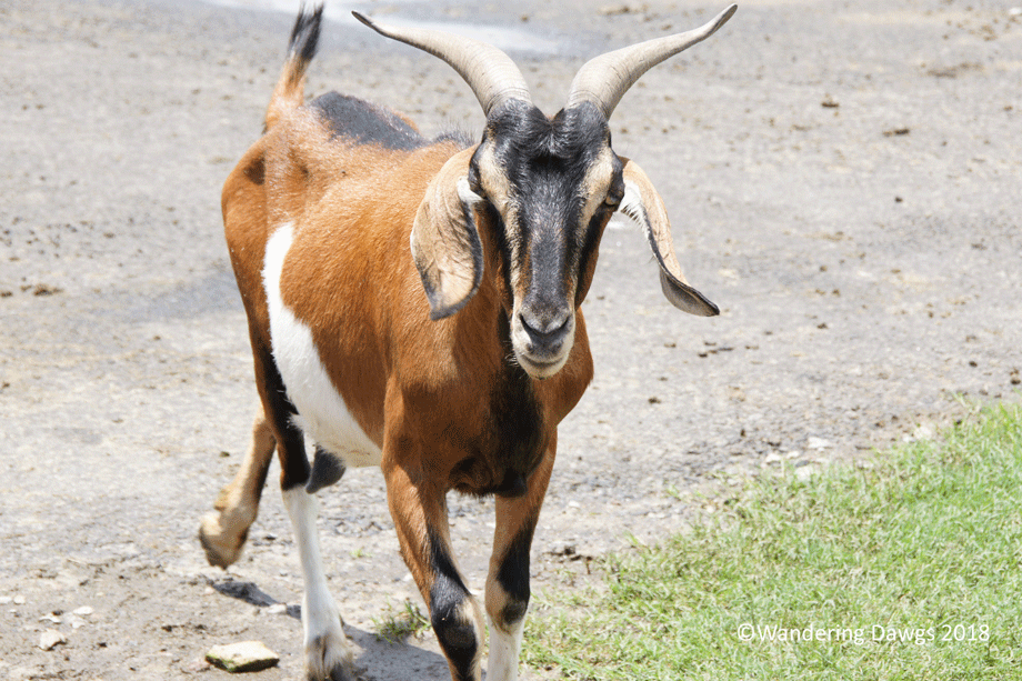 20180529Animal-Exit-(66)