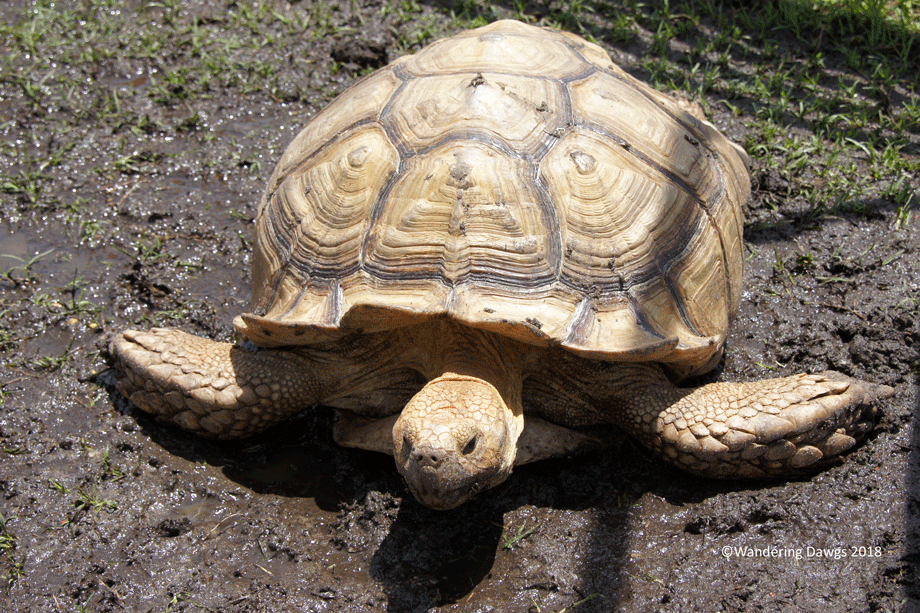 20180529Animal-Exit-(8)