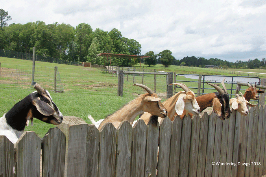 20180529Animal-Exit-(91)