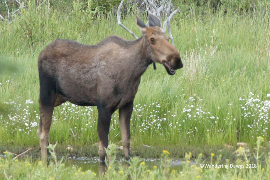 20130709Day-55Tek-to-Kantishna-(337)