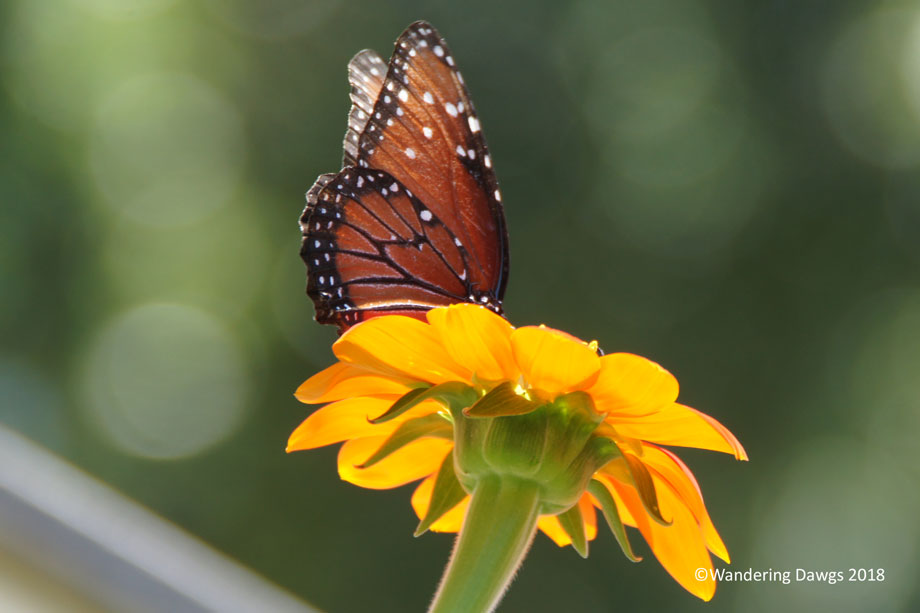 20180620Butterfly-(11)