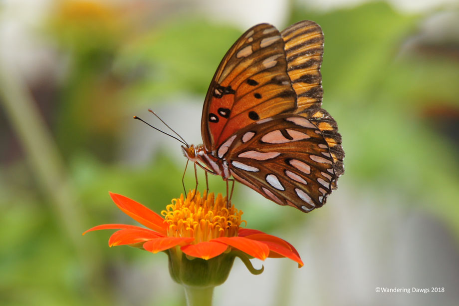 20180727Fritillary-(1)