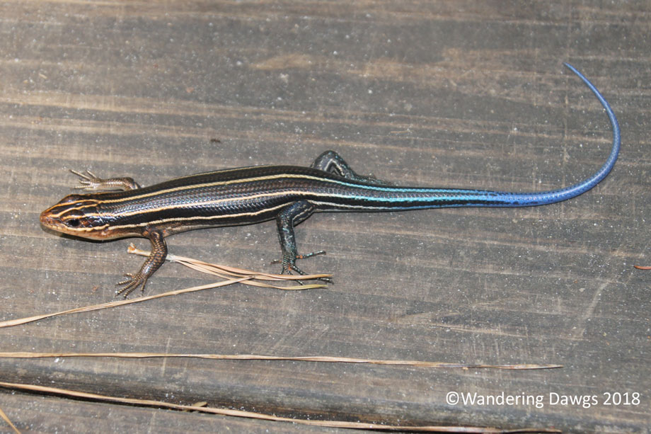 20140627Oatland-Island-(35)