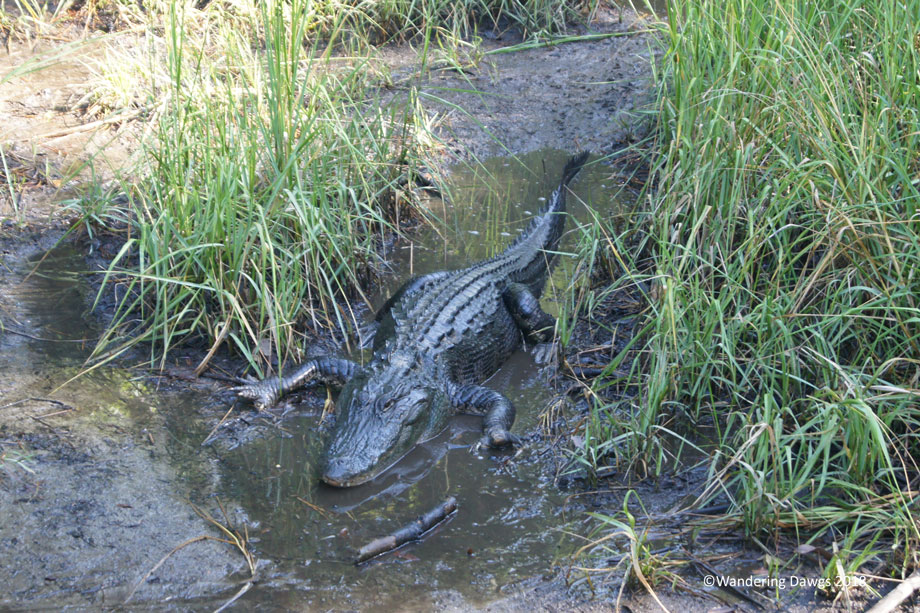 20140823Every-Step-Counts-Oatland-Island-(13)