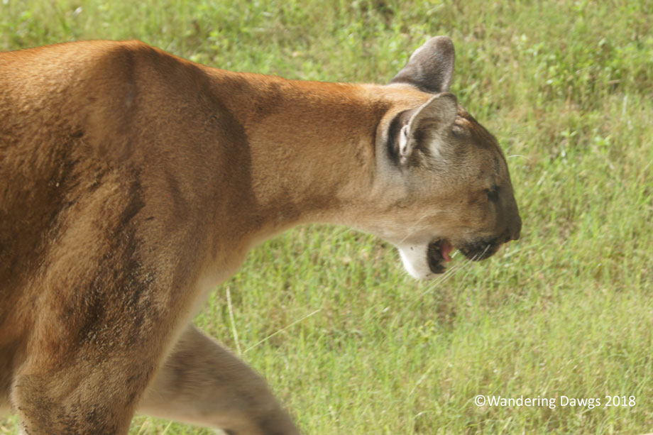 20140823Every-Step-Counts-Oatland-Island-(21)