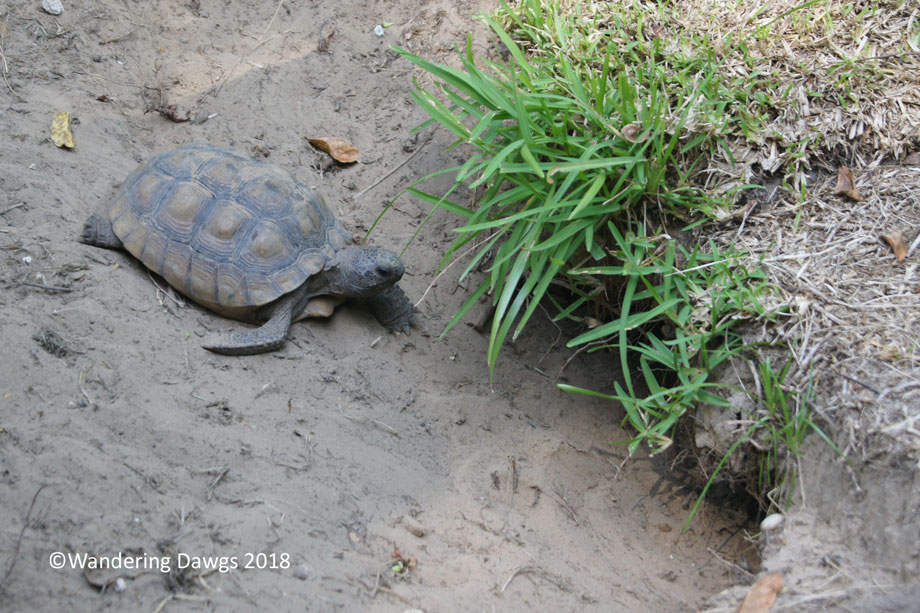 20140823Every-Step-Counts-Oatland-Island-(35)