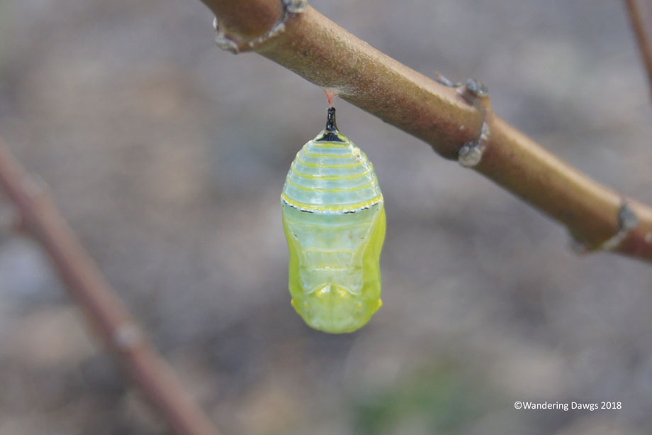 20181226-Chrysalis-(12)