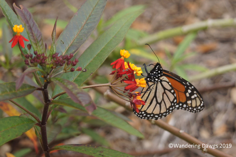 20190101-Welcome-New-Year-(10)