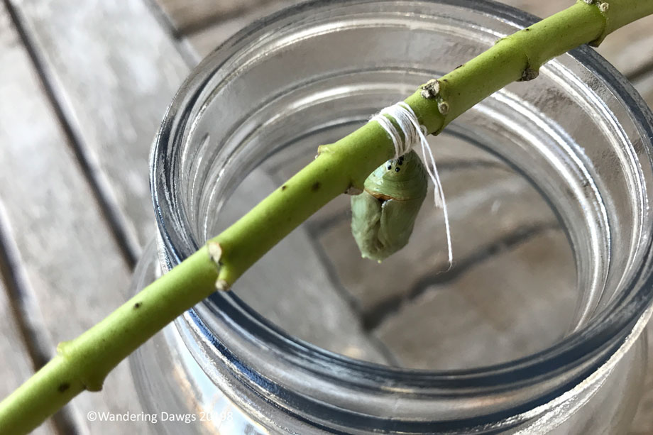 20190105-chrysallis-(6)