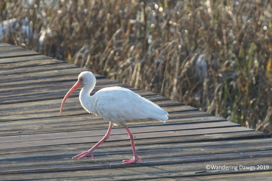 20190120--morning-birds-(25)