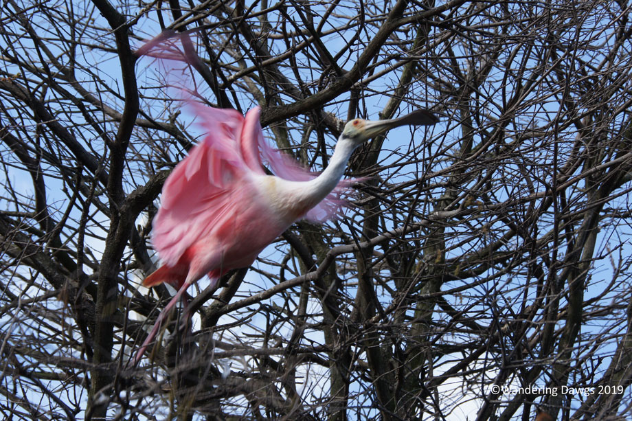 20190211-Alligator-Farm-(432)