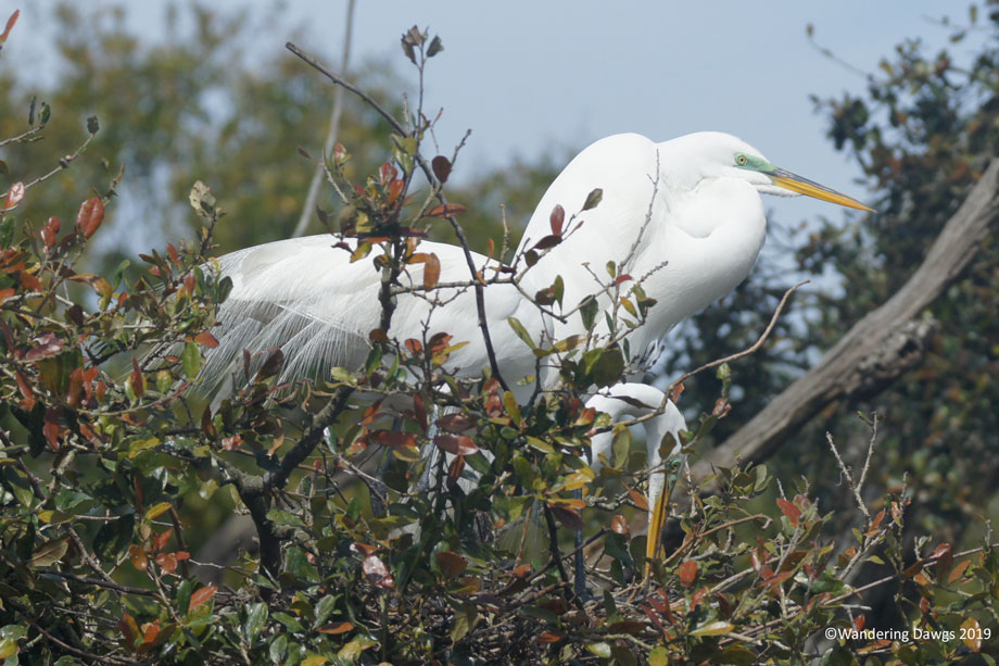 20190211-Alligator-Farm-(45)