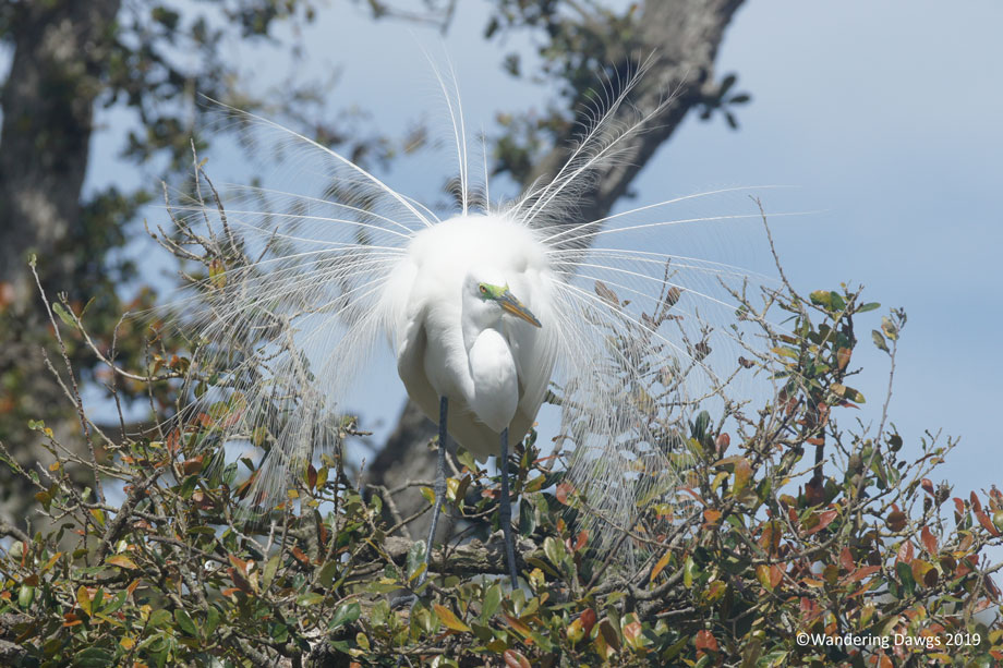 20190211-Alligator-Farm-(58)