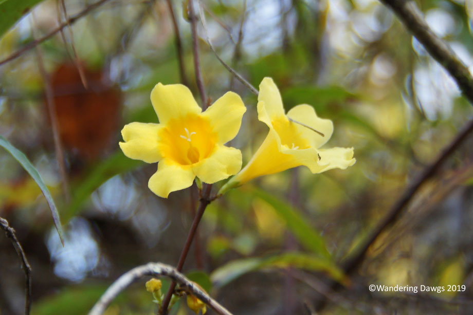 20190220-Silver-Springs-Swamp-Trail-(1)